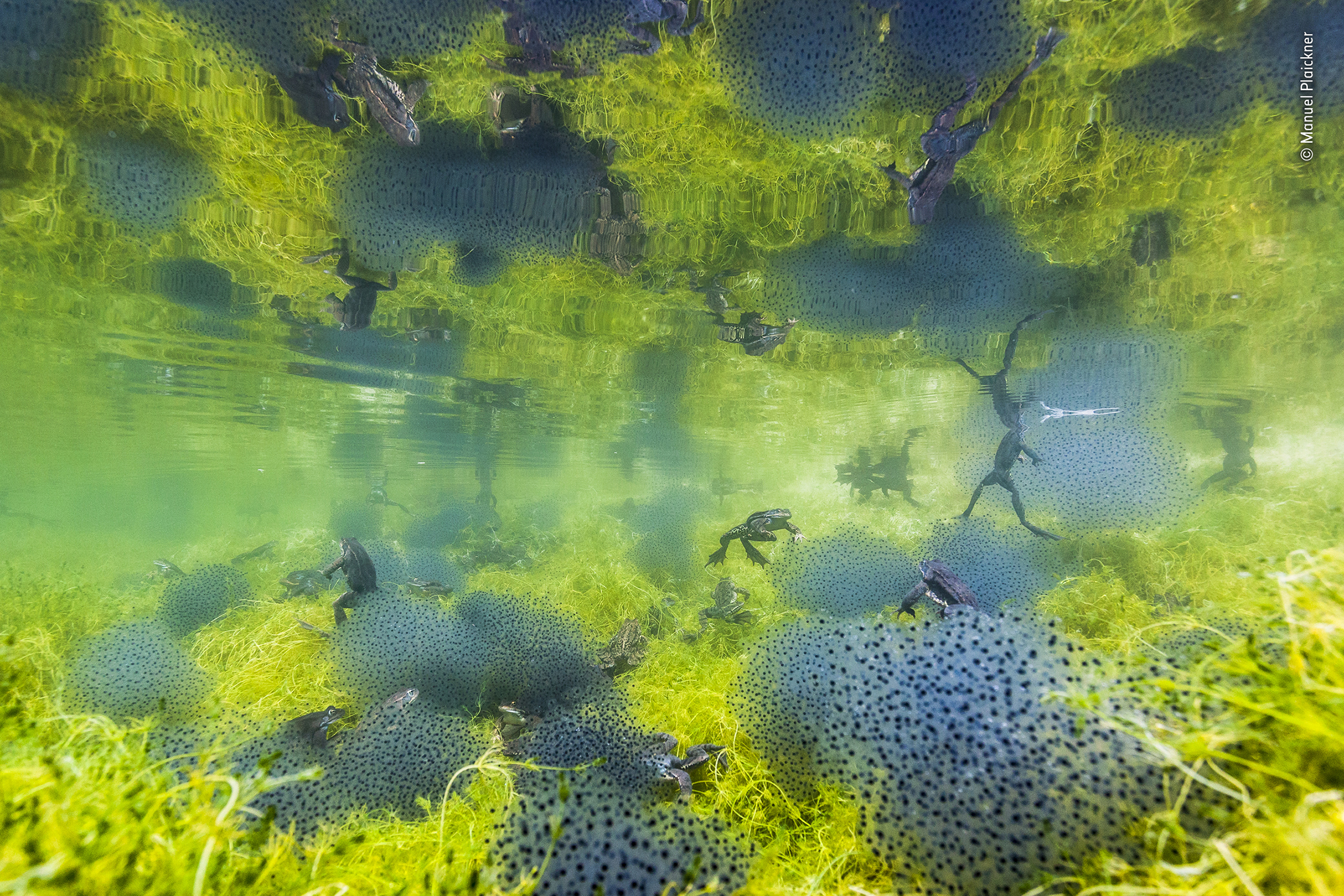 © Manuel Plaickner - Wildlife Photographer of the Year