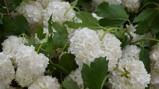 White hydrangea