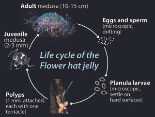 A diagram of the jelly's life-cycle