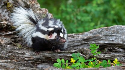 A skunk in the grass