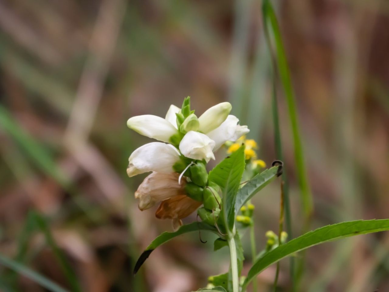 White Flowering Turtlehead Chelone Plants