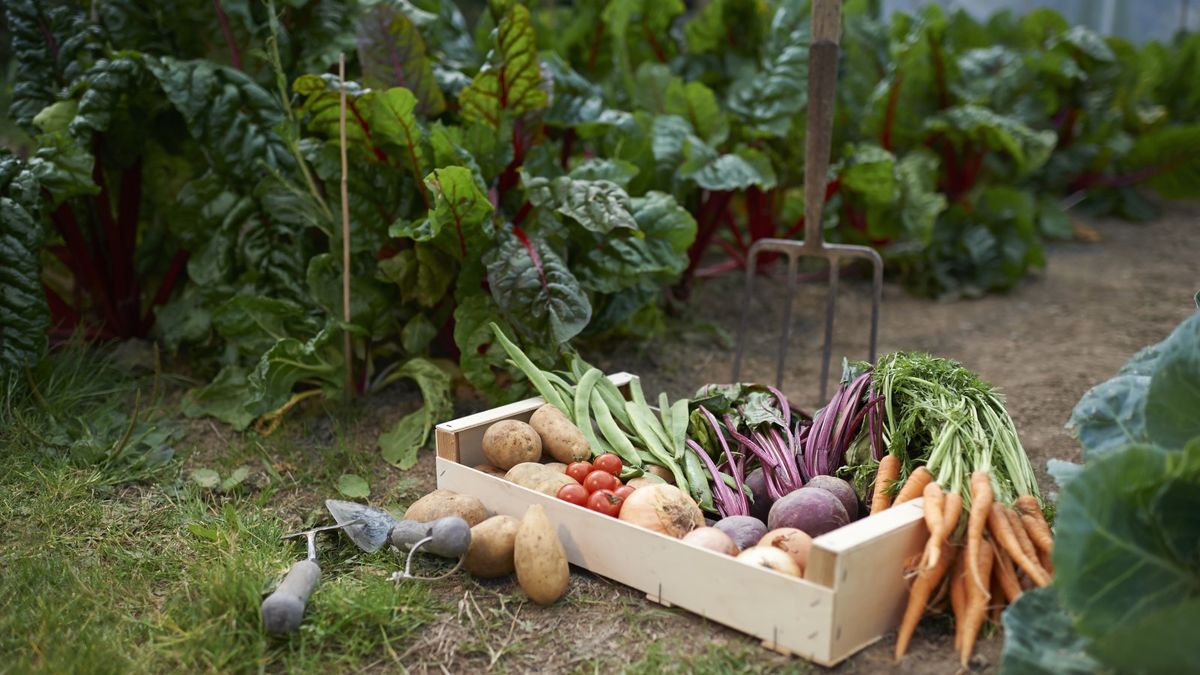 I'm a former professional vegetable grower and these are my tips for starting a vegetable garden