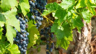 Mencia wine grapes