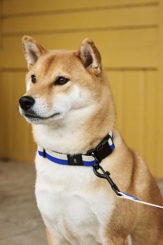 Hay dog accessories: dog in collar and lead