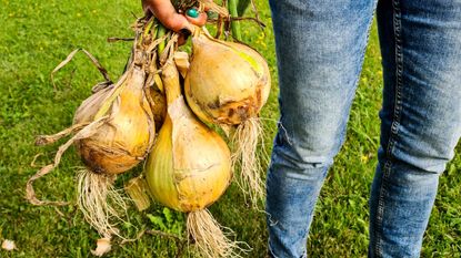 A farmer holding a bunch of large onions harvested from the field