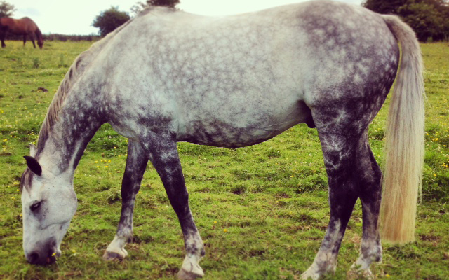 Horse in a field eating copy