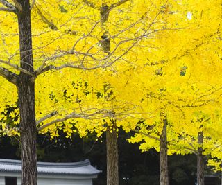 Yellow ginkgo trees