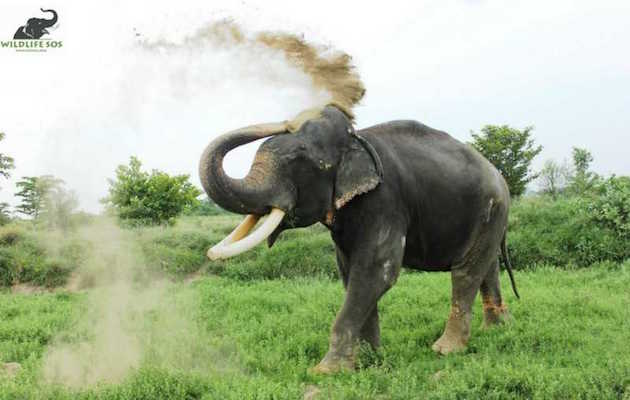 elephant1.jpeg