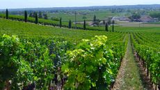 Bordeaux vineyard