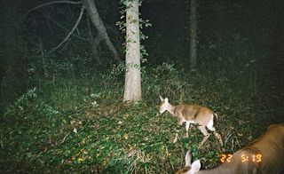 Deer captured by a motion sensing camera rigged in the woods at night by hunters wishing to monitor the population