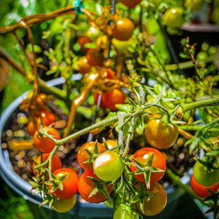 Tomatoes in hanging baskets