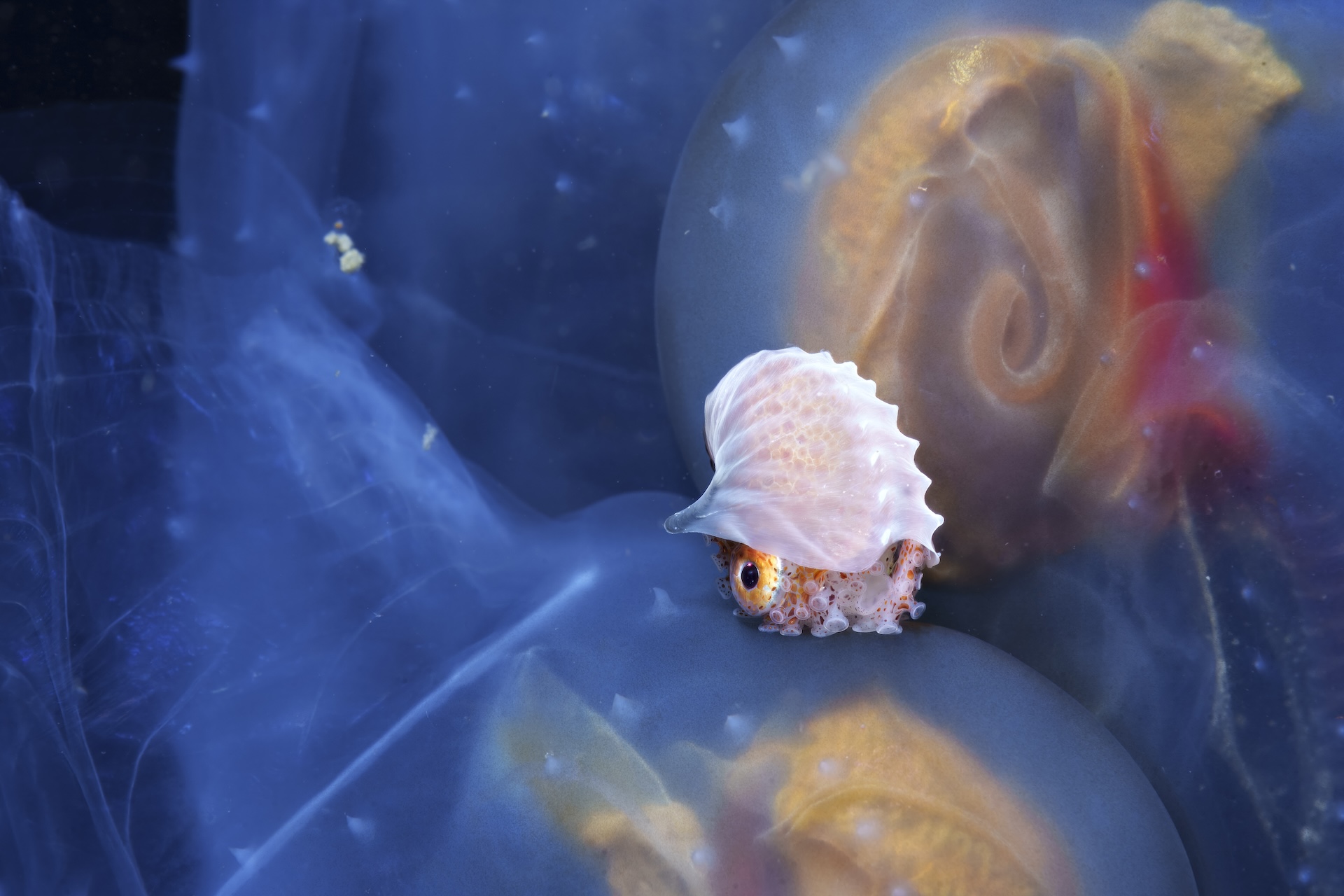 a tiny octopus balanced on top of a jellyfish-like animal