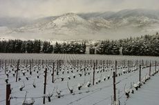 vineyards in lebanon