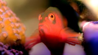 Flame hawkfish