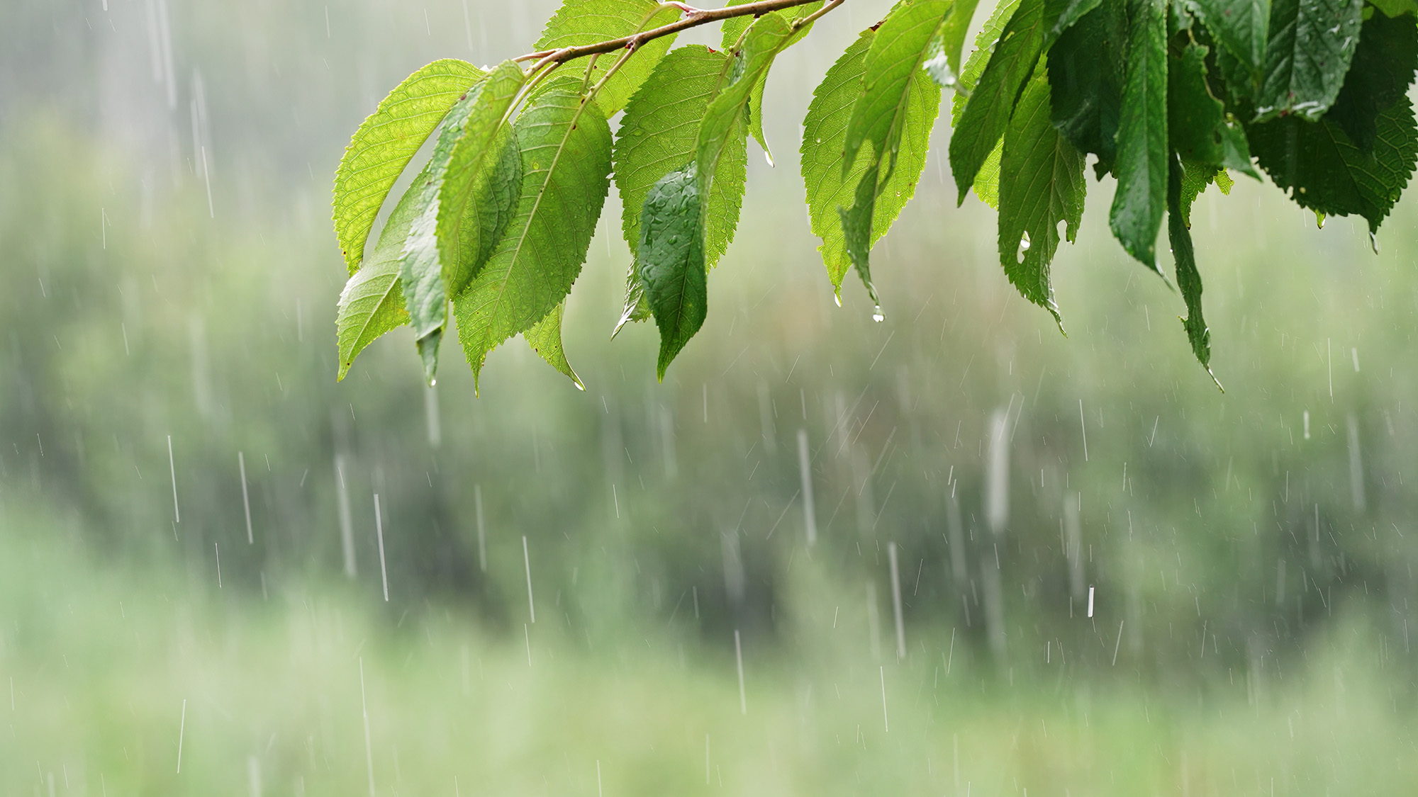 Heavy rain on leaves