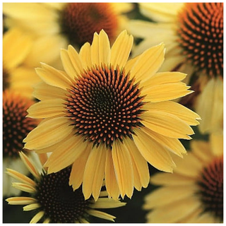 A close-up of a yellow coneflower