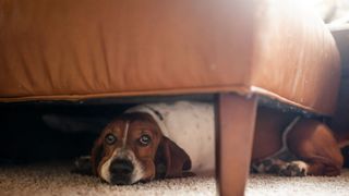 Dog hiding under bed