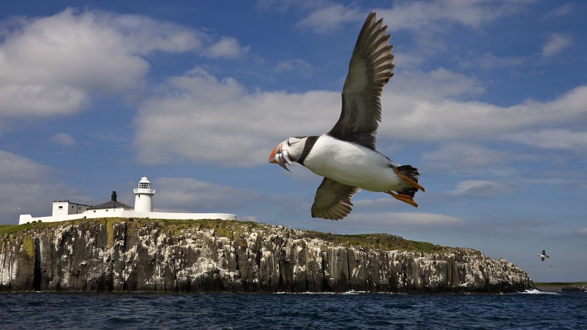 Bird quiz: How much do you know about our feathered friends?