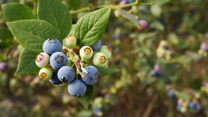 A close-up of blueberries growing on a bush