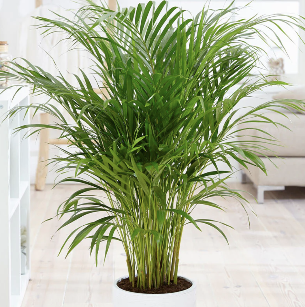 The easiest indoor palms to care for | Livingetc