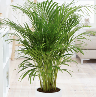 areca palm in a living room