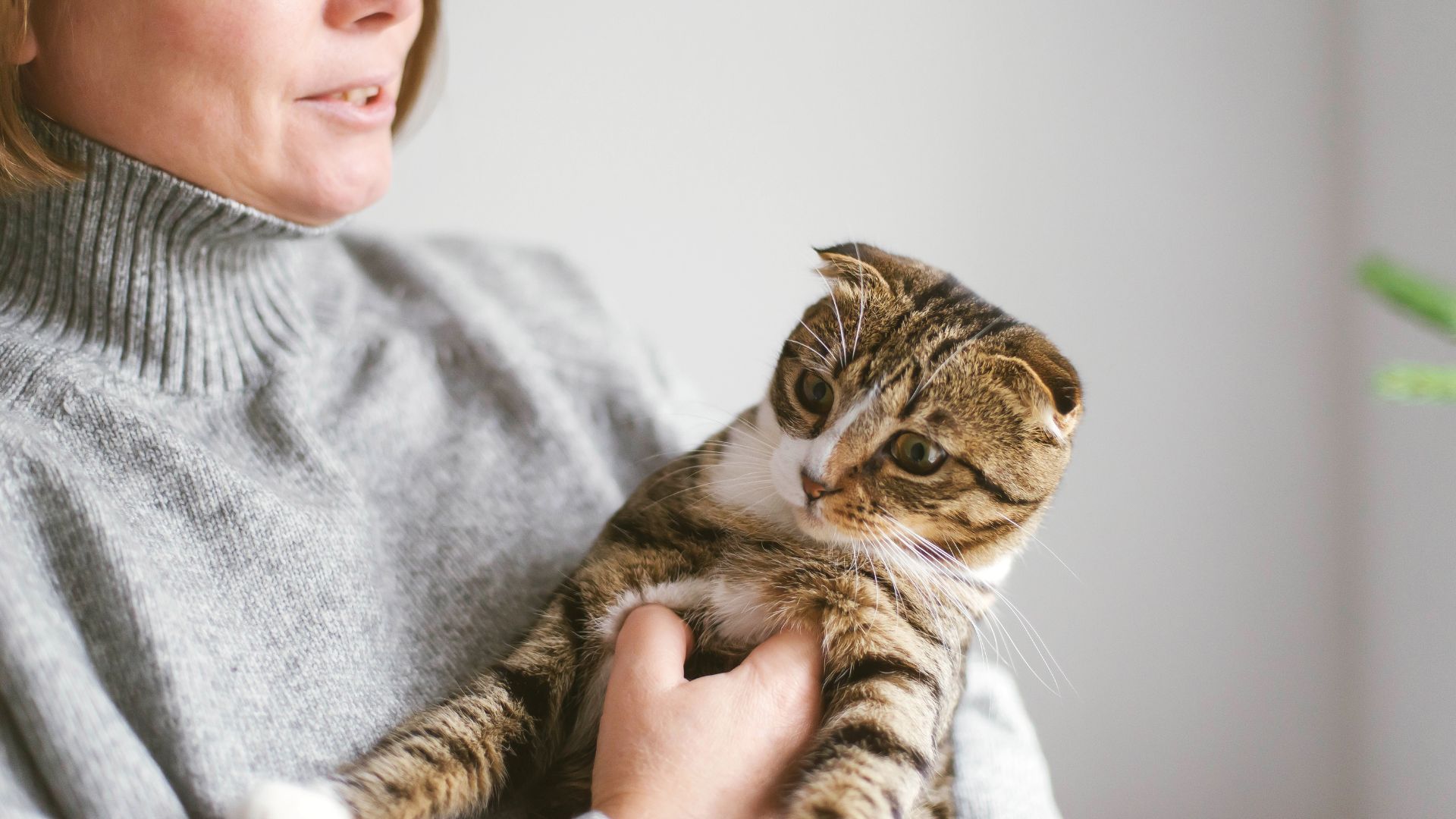 Toyger