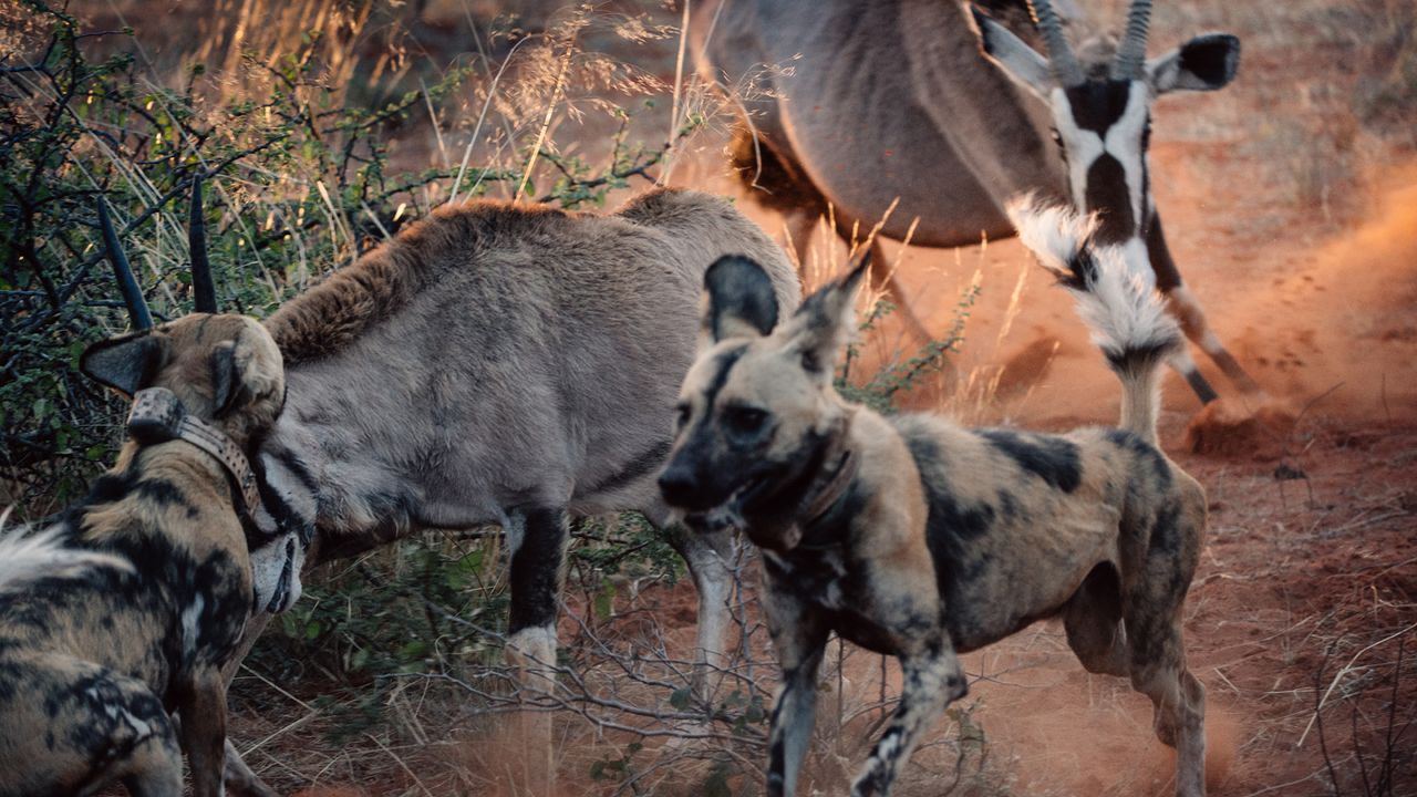 African wild dogs at Tswalu Kalahari