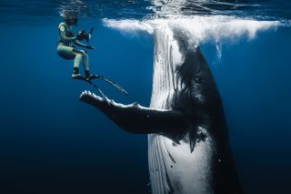 A humpback whale seeming to hold a diver