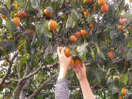 picking persimmons