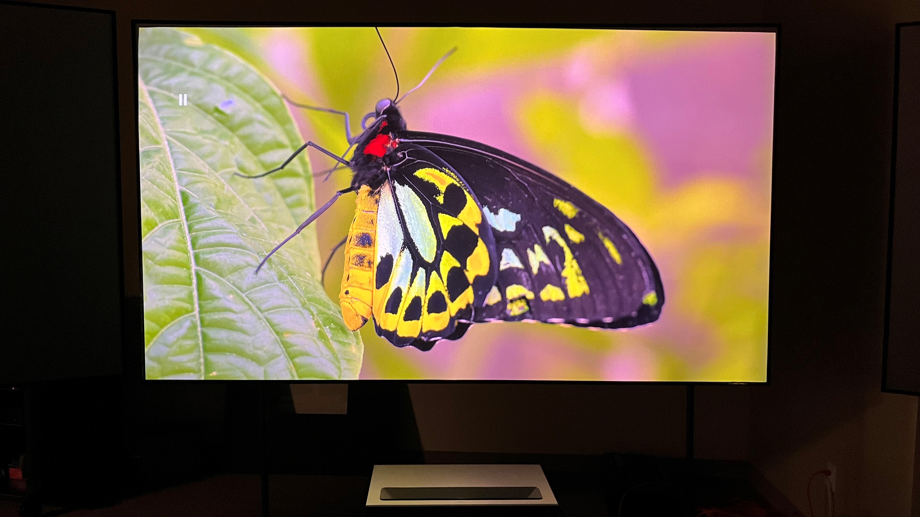 Image of butterfly projected on screen