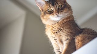 Oriental cat looking down