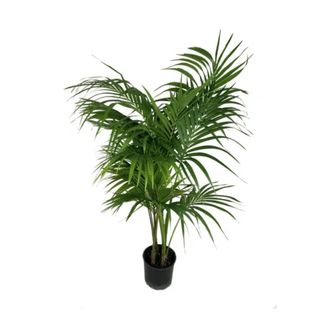 A kentia palm with a black pot