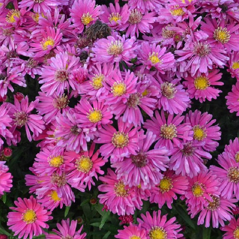 Carmine Red Fall Aster