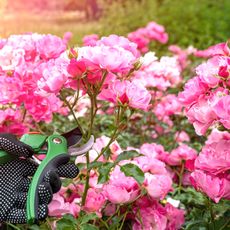 pink rose bush with black gloved hand holding green pruning shears