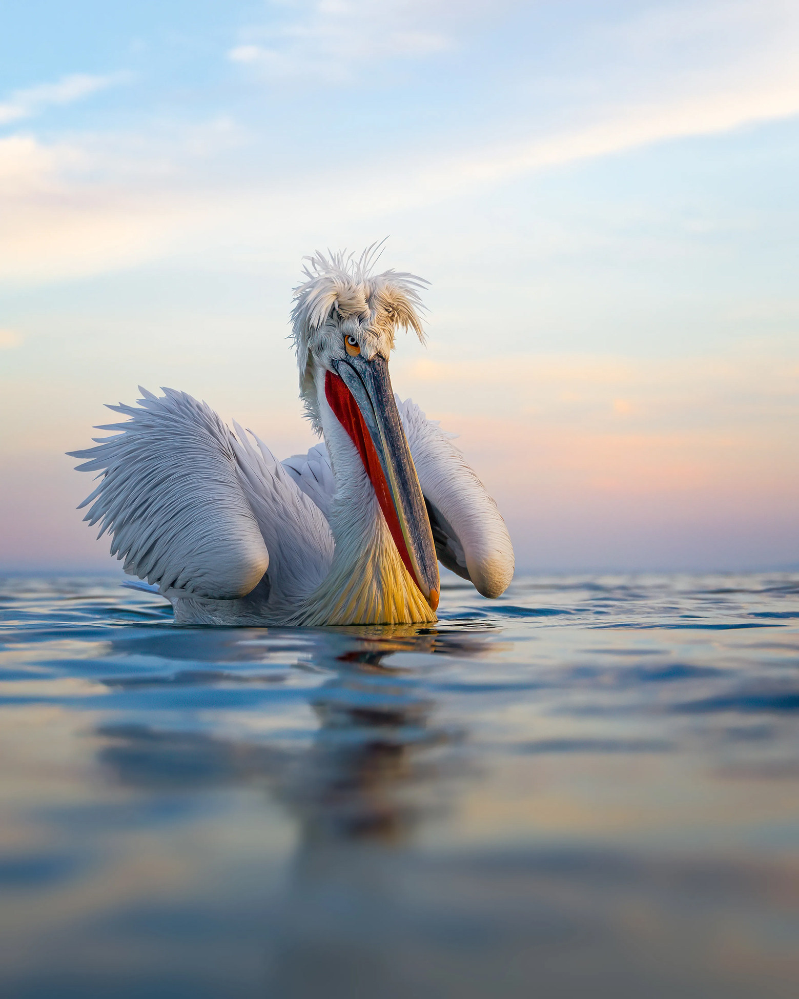 A close-up of a pelican gliding on calm water, showcasing its striking orange bill and fluffy white feathers against a pastel sky