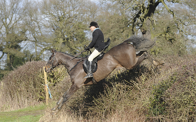 Margaret Morris MFH flies a South Notts hedge with gusto in Locko Park near Spondon, Derbys