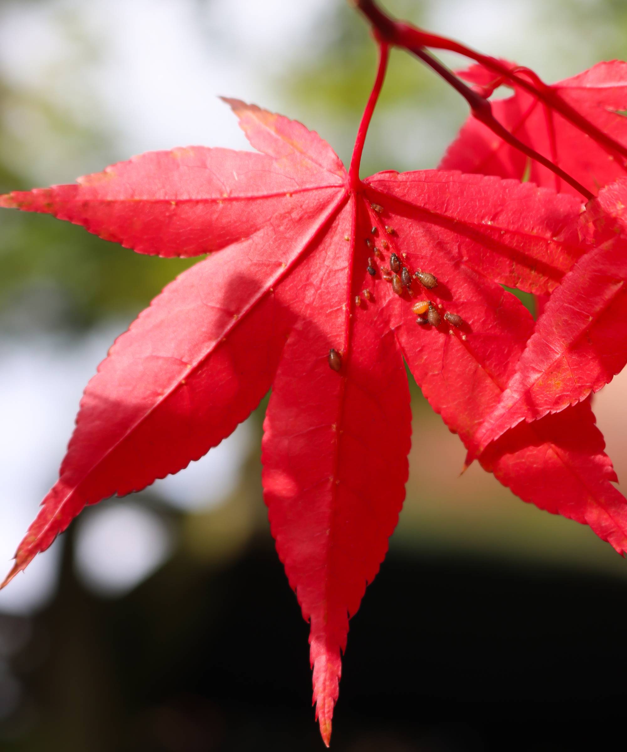 Aphids on the underside of a red japanese maple leaf