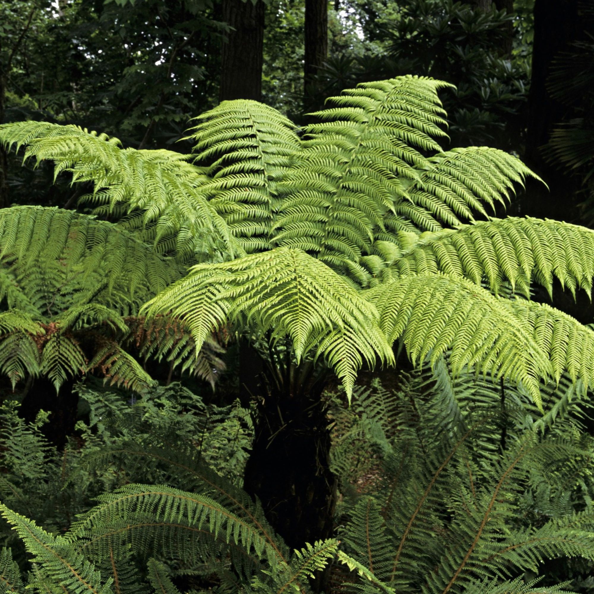 Dicksonia antarctica (tree ferns)