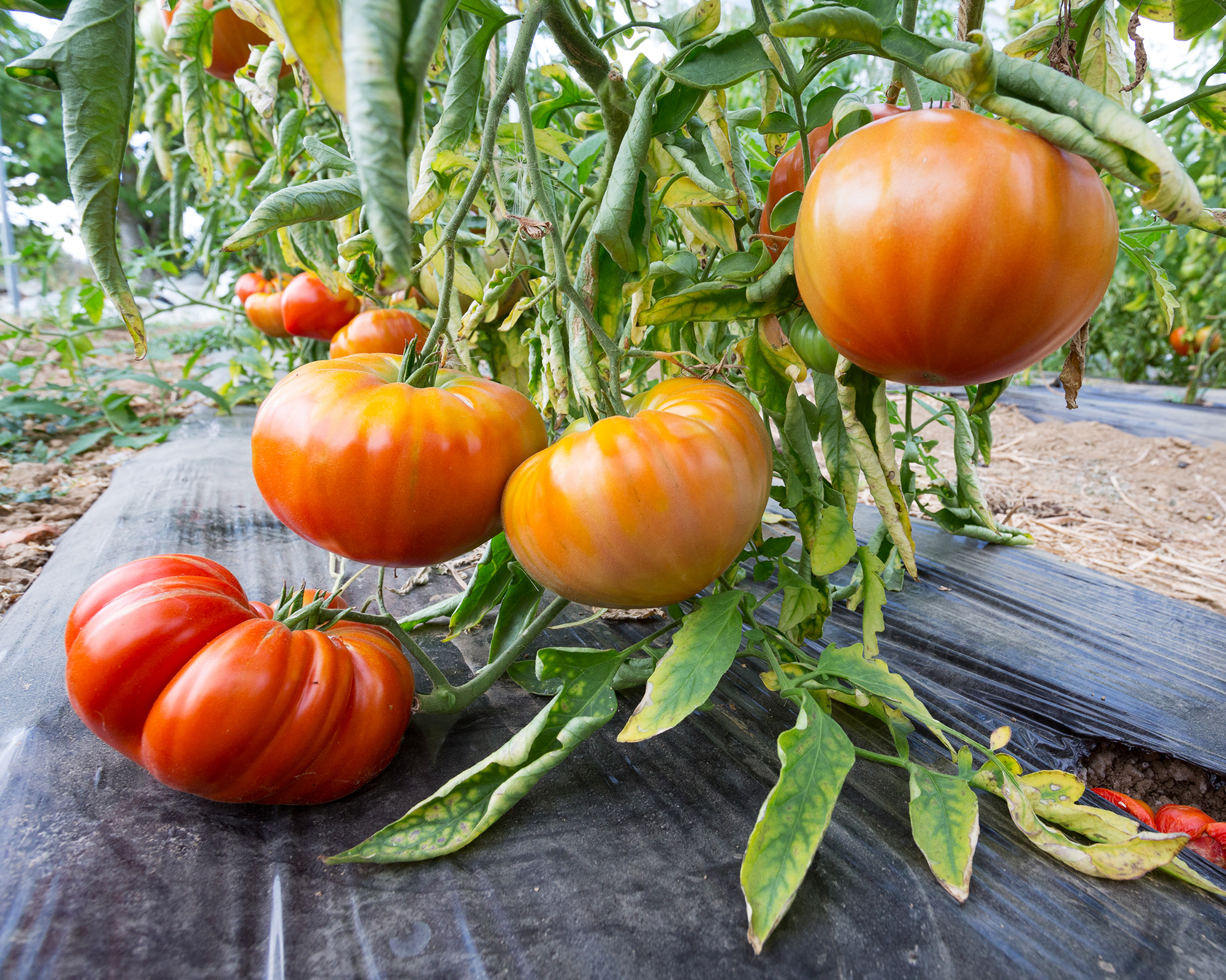 Tomatoes with black plastic sheeting used as mulch