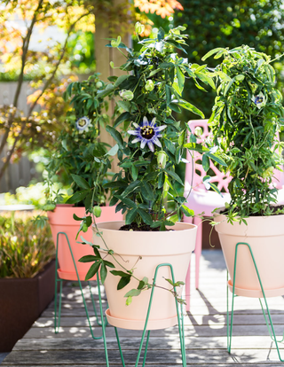 Colored potted plants on stands