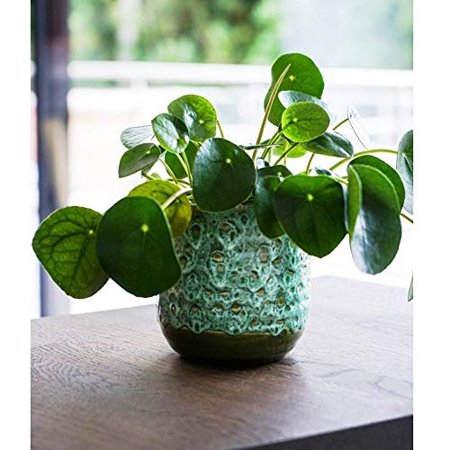 Ivyline 13cm Dia Contemporary Glazed Plant Pot With Textured Crackle Design Indoor Planter Flower Pot for Cacti Succulents and Small House Plants Emerald