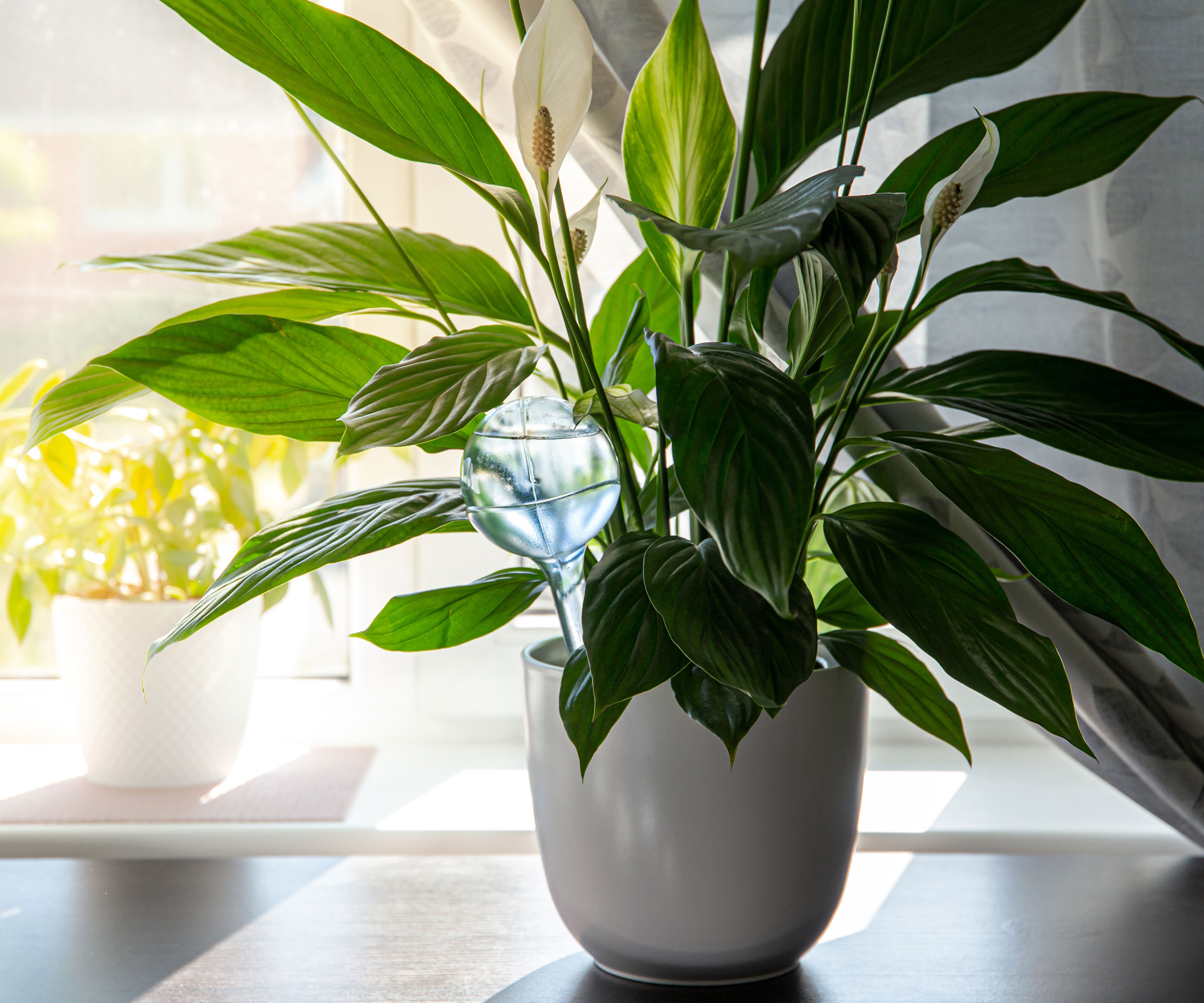 peace lily in white pot on kitchen counter