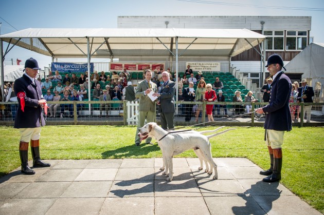 South of England Hound Show June 2015