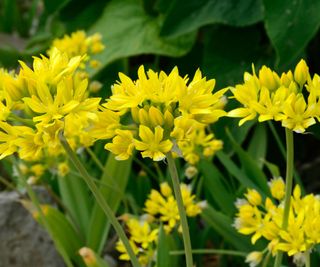 The flowers of the miniature yellow allium 'Jeannine'