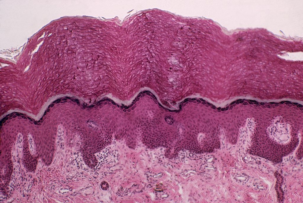 Meet Your 'Interstitium,' A Newfound Organ | Live Science