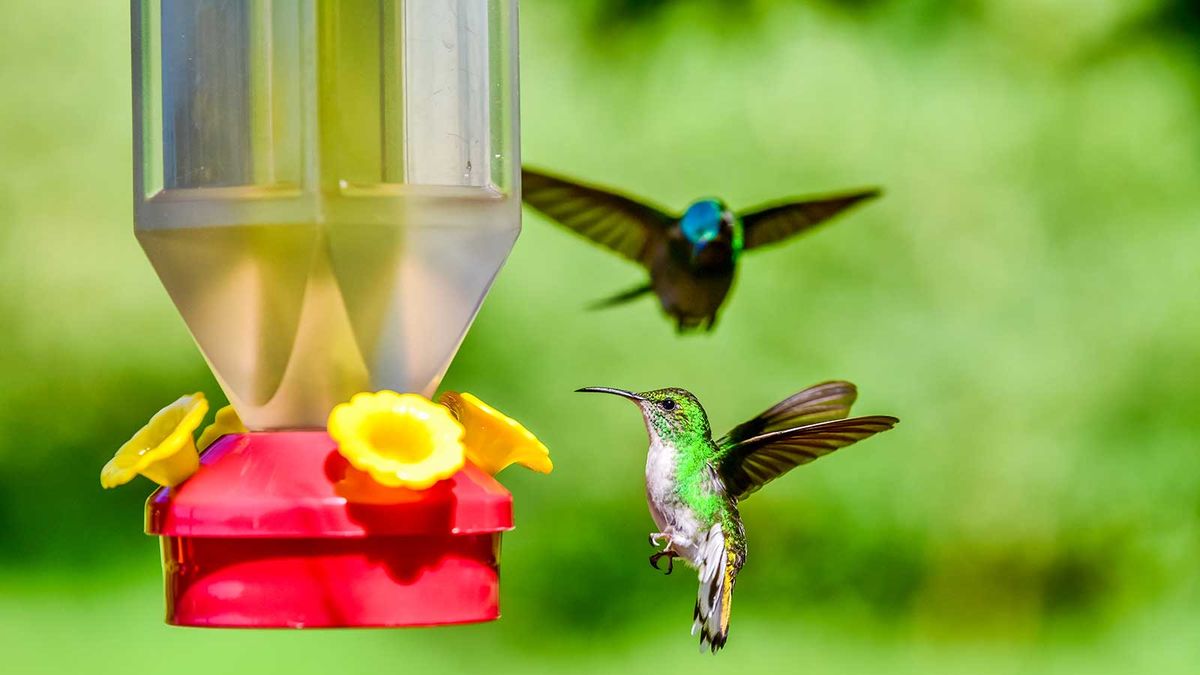 How to clean hummingbird feeders – in 6 simple steps