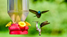 hummingbirds around feeder