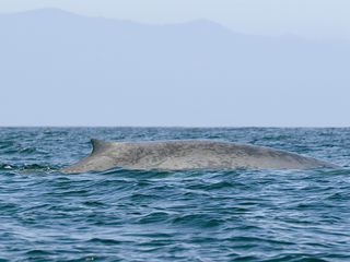 California-blue-whale