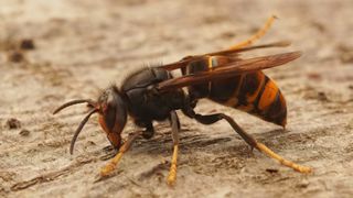 Yellow-legged hornet