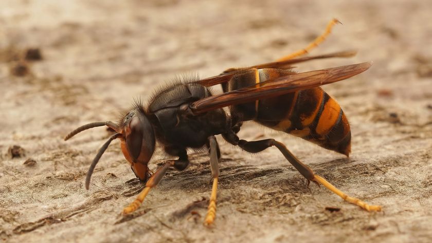 Yellow-legged hornet